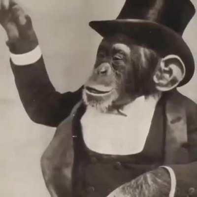 Macaco agiota