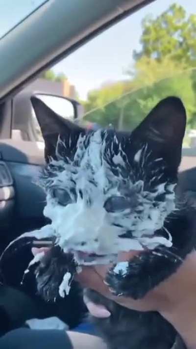 🐈&zwj;⬛