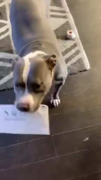 Whenever I walk in the door, Violet greets me with a present. Usually it&rsquo;s one of her toys or a bone, or the occasional shoe...today it was my water bill Next