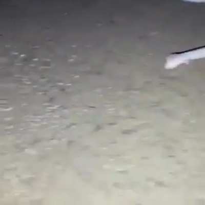 Thanks, I hate legged Snake