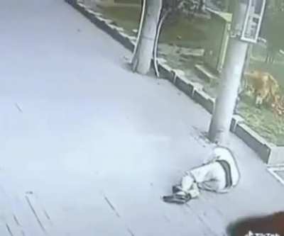C&oacute;mo justificas que no fuiste a trabajar porque te noque&oacute; un gato volador y un perro con tenis te defendi&oacute;