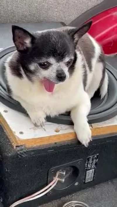 My chihuahuas favourite song is sandstorm by darude. He won&rsquo;t leave the subwoofer when it plays [OC]