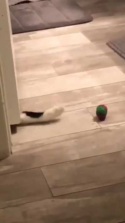 😸