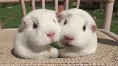 Guinea Pigs Play Tug-of-War With Blade of Grass