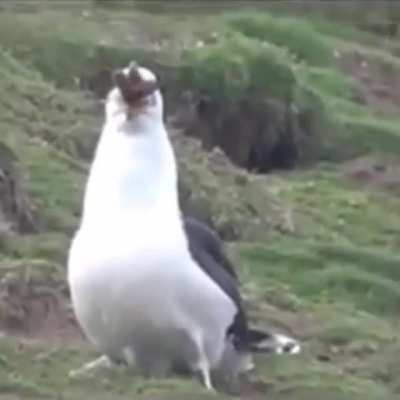 Just a seagull casually eating an entire rabbit...