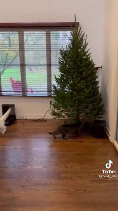 How to get cats to not mess with Christmas tree