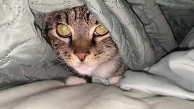 My fianc&eacute;&rsquo;s cat gets vocal if we try to hug it while it hides under our covers.