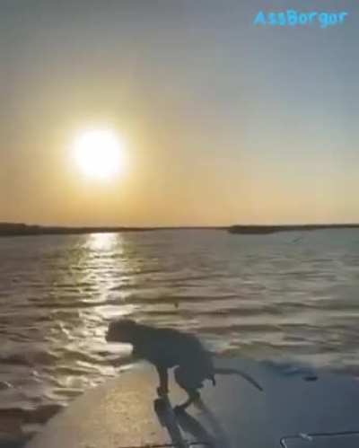 Your dog , your speed boat and the sunset