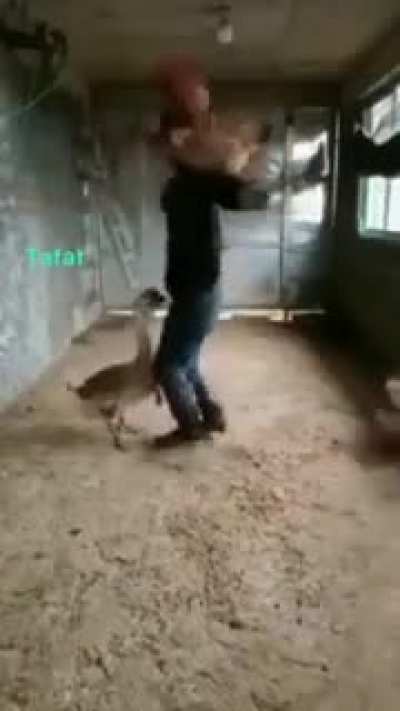 Heil spez