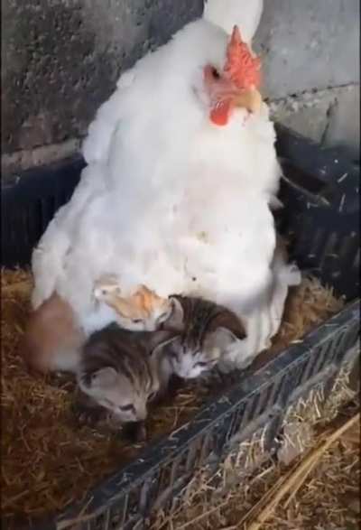 Hen taking care of her kitties
