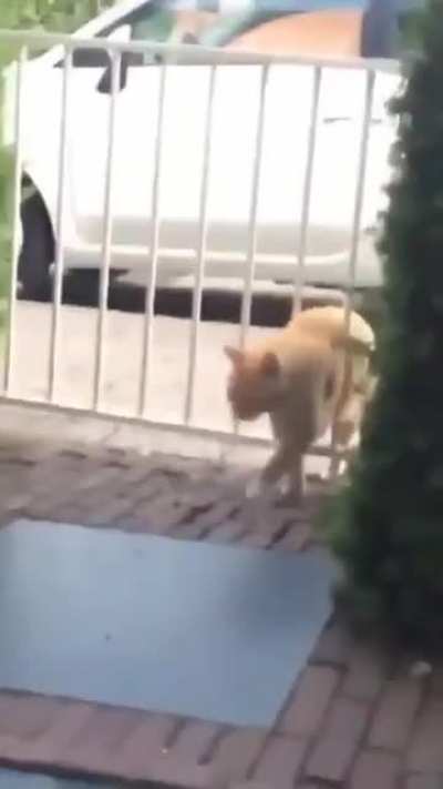 cat gets stuck