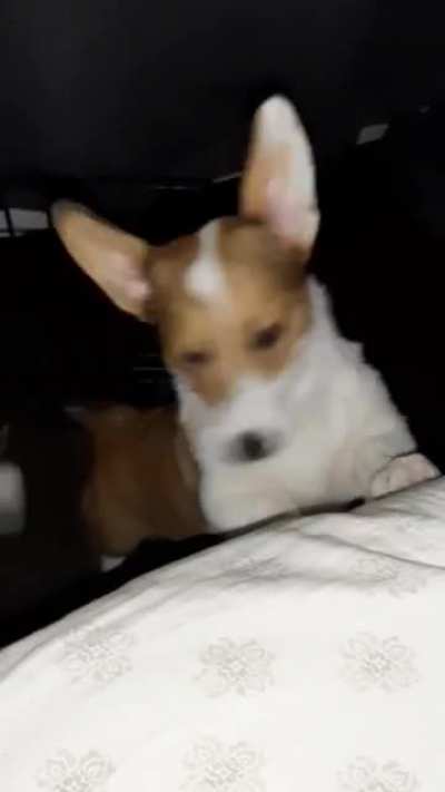 Introducing Cake! My first corgi! She's amazing but a little trouble maker (it's been almost 10 years since I've shared my life with a pup and I've only had Boxers).