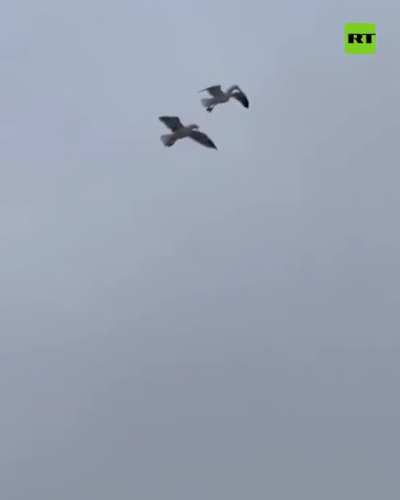 Seagull deploying recently manufactured companion