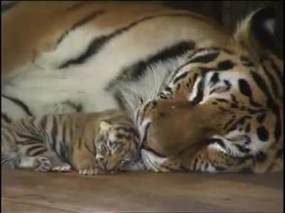 This is adorable!