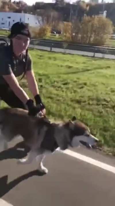 Proper use of the husky in the city. Tatiana Karpova, 19, was rollerblading with her friend's five-year-old pet, a husky named Butur, in Nizhny Novgorod.