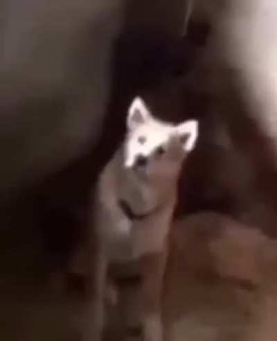 cCc Shiba cCc