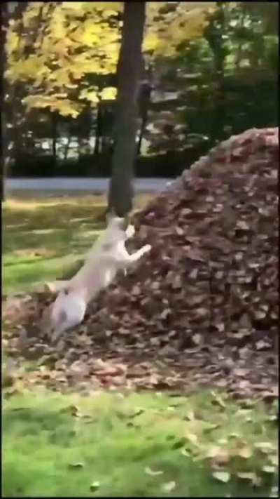 Wee