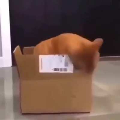 How he ate box what