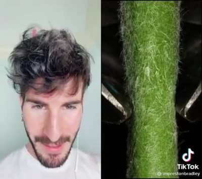 XD