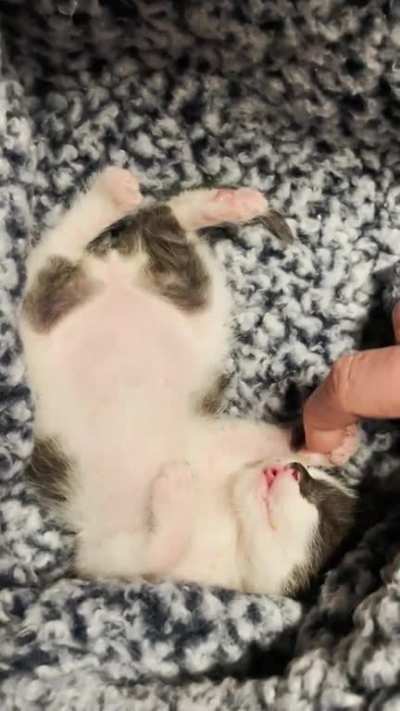 Bottle-feeding orphan kittens means waking up every 2-3 hours, but also&hellip;