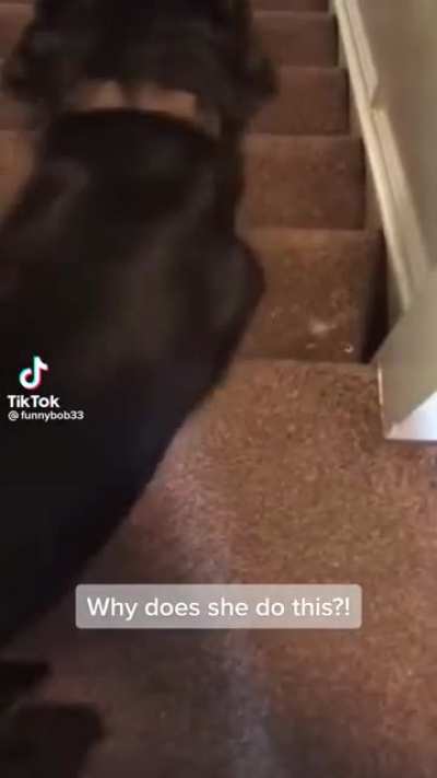 Dog goes nuts on stairs