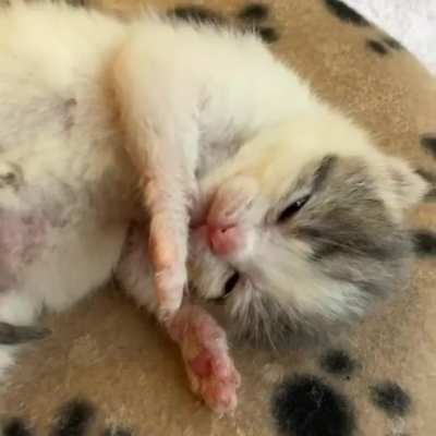 Meatball&rsquo;s first boop