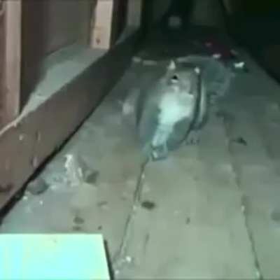 Squirrel