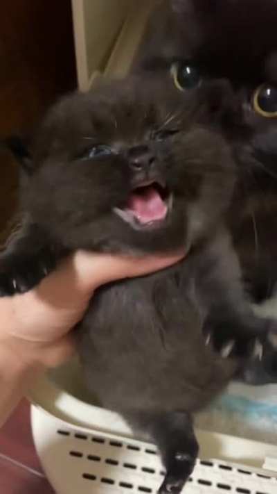 Little void