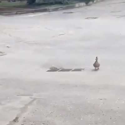 Duckin responsibility at storm drain