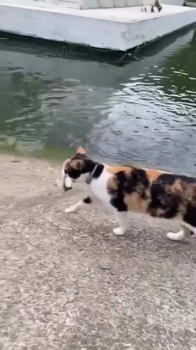 It&rsquo;s now a cat fish.