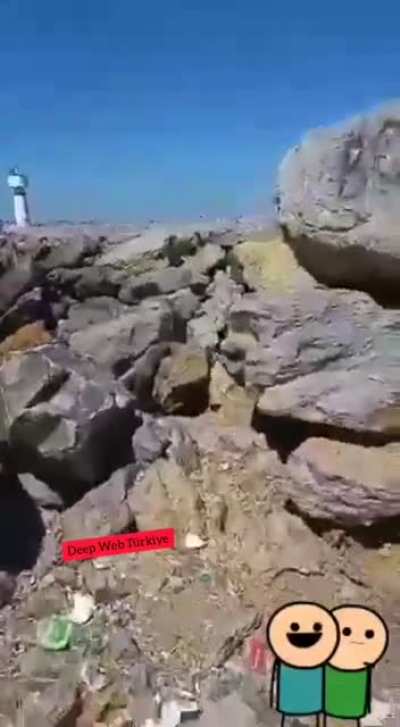 Amcalar eğleniyor