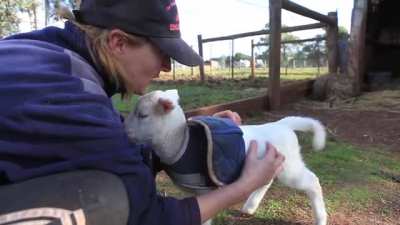 How to make a lamb's tale wiggle, wiggle, wiggle