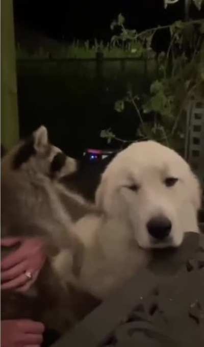 Can I pet that dog?