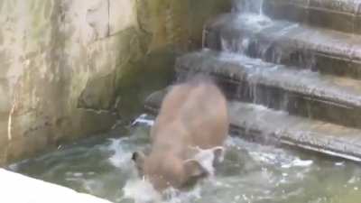 Baby elephant's first bath