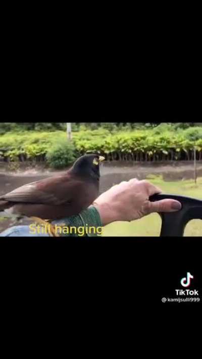 Big fat talking chicken Nugget