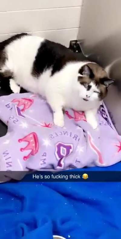 Reddit meet Joe-hovah&rsquo;s Thickness, the only cat at the shelter in a dog kennel because he was too big for any cat space!