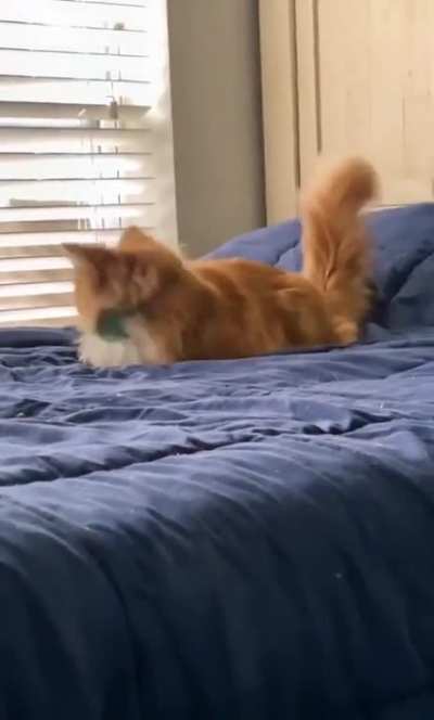 From the top rope! 🐱