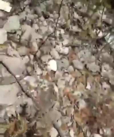 Two men crashed their motorbike into some thorny plants.