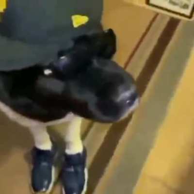 Perro