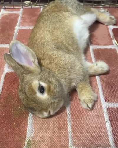 Chilling out 🐇