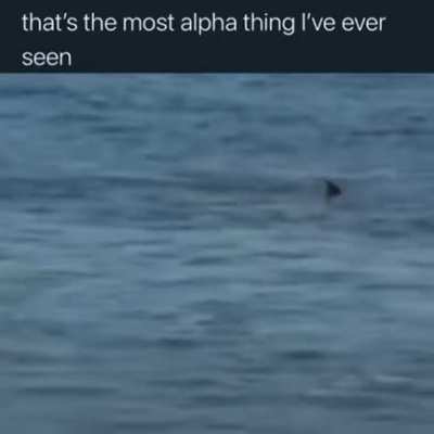 Surfing powered by shark