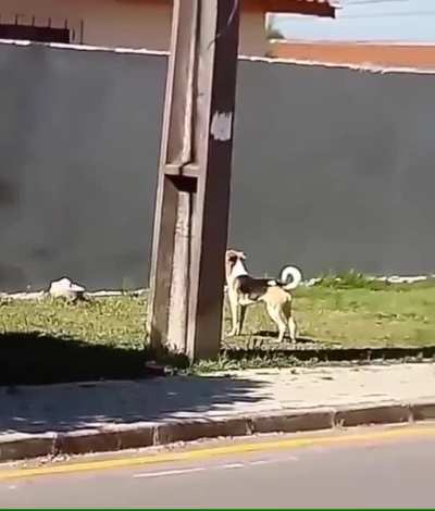 This dog&rsquo;s perseverance paid off