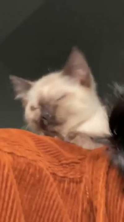 How u like my vibin style, Hooman?