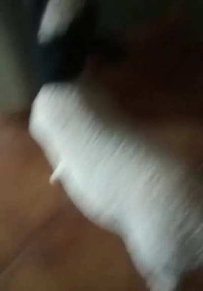 Upvote para o cabrito J&uacute;piter