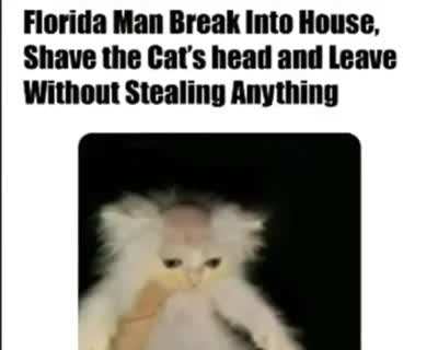 Poor Cat
