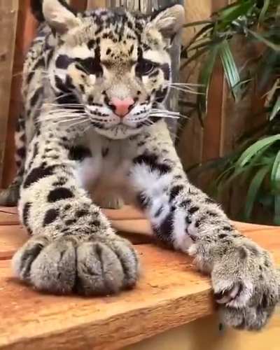 Котик