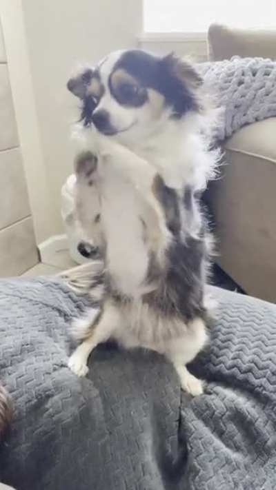 Mavis begs for everything she wants. Anyone else&rsquo;s chi do this?