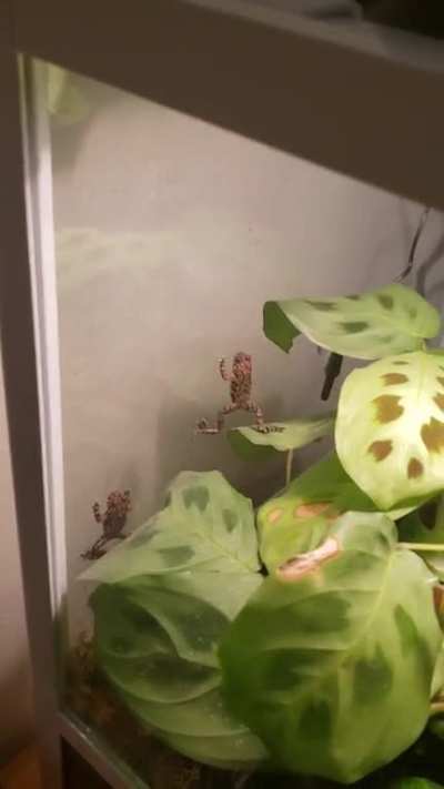 An attempt to climb