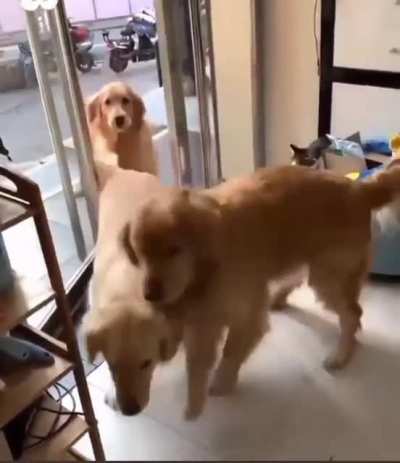 No dogs left behind
