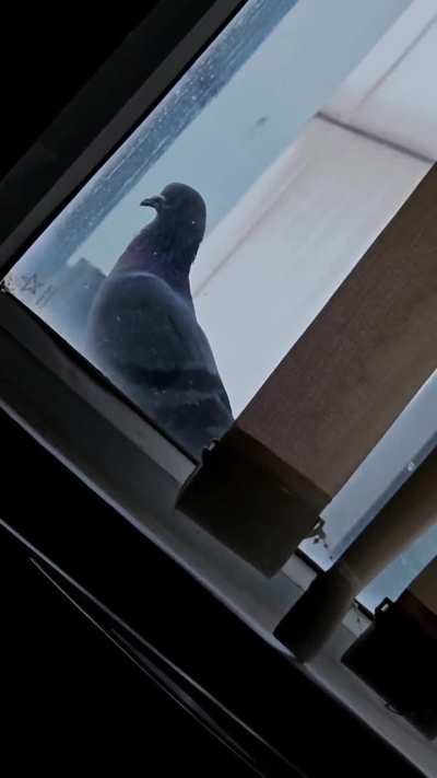 Caught this spy looking into my codebase